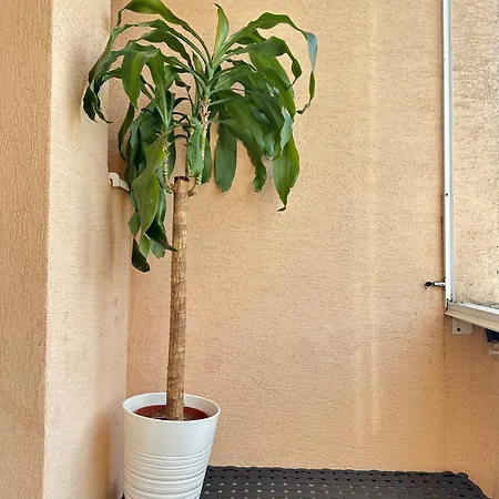 Apartment Point *